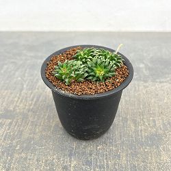 ハオルチア：パークシアナ　3号鉢植え