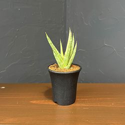 サンセベリア：フランシシー　バリエガータ　3号鉢植え