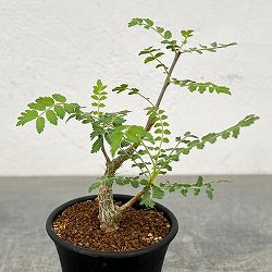 ボスウェリア：ネグレクタ　2.5号鉢植え*