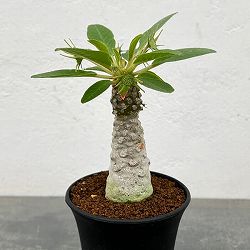 ドルステニア：フォエチダ　3号鉢植え