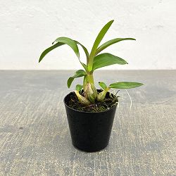 デンドロビウム：ヒビキ　2号硬質ポット