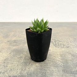 ハオルチア：ボルレイ錦（ボルシー錦×レイトニー）　2.5号鉢植え