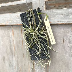 キロスキスタ：ルニフェラ×ビリディフラバ 板付け（Chiloschista lunifera × viridiflava）