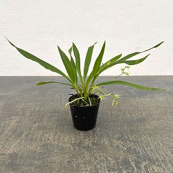 アングレカム：カルセオラス　2.5号
