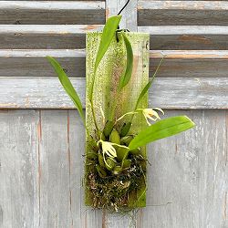 マキシラリア：シェパルディ　板付け