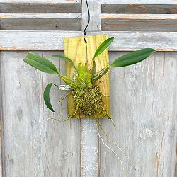 デンドロビウム：リンドレー板付け