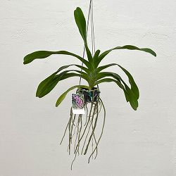 バンダ：Aerides lawrenceae×Rhynchostylis gigantea