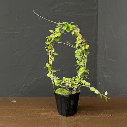 ホヤ：ｓｐティミカ（リング仕立て） 2号鉢植え
