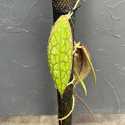 ホヤ：クレメンシオラム　棒巻き付け仕立て
