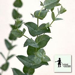 クレマファクトリーさんのユーカリ：ムーンラグーン6号鉢植え