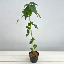 ツリフネソウ（釣船草）：白花ツリフネソウ3号ポット