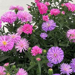 アスター：ビクトリア　3色植え（ブルー・ピンク・ローズピンク）5号鉢植え