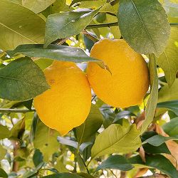レモン：瀬戸内レモン8号鉢植え[実付き]
