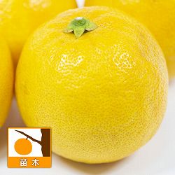レモン：レモネード8号鉢植え[実付き]