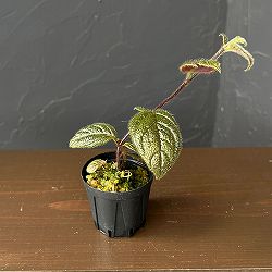コルムネア：ミノール　タイプ4　２号角鉢