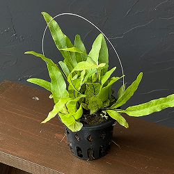 ドリナリア：クエルシフォリア (Drynaria quercifolia Lahat、 South Sumatra) 3号吊り鉢