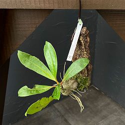 ミルメコディア：sp.（orange petioles、elomgated leaves）　板付け