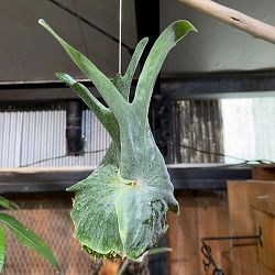 ビカクシダ（コウモリラン）：グランデ　コケ玉仕立て