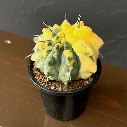 ギムノカリキウム：バッテリー錦(実生)　3号鉢植え26-02