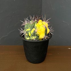 サボテン：ギムノカリキウム　新天地錦　3.5号鉢植え26-01