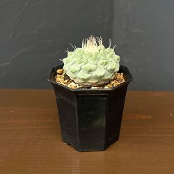サボテン：ストロンボカクタス　菊水　2号鉢植え26-01