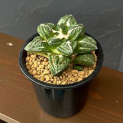 アリオカルプス：亀甲牡丹　ゴジラ（実生）　4号鉢植え