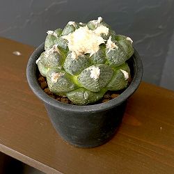 サボテン：アリオカルプス連山　4号鉢植え