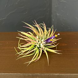 チランジア：イオナンタ・ルブラ