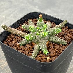 ユーフォルビア：ゴルゴニス　 2.5号スクエア鉢