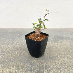 センナ：メリディオナリス（実生株）　2.5号鉢植え*
