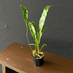 ドリナリア：スパルシソラ（Berau、KAL-TIM） 2号鉢植え