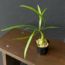 ミルメフィツム：ロンギッシマム（国内実生株）2号角鉢