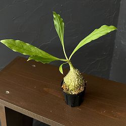 ミルメコディア：cfツベローサ　ランセオラータ（国内実生株）　２号鉢植え