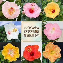 ハイビスカス（アジアの風）:花色見計らい 3.5号ポット 3株セット
