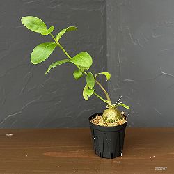 ヒドノフィタム：sp. aff. ovatum（国内実生株）2号角鉢