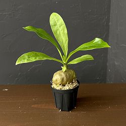 ミルメコディア：sp.（large leaves、soft tforn）　2号角鉢