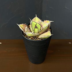 アガベ：チタノタ　シャークソード　3.5号鉢植え