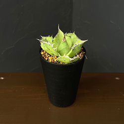 アガベ：チタノタ鬼爪　3.5号鉢植え