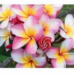 プルメリア：ロンダ　5号鉢植え