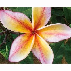プルメリア：エレクトリック　5号鉢植え
