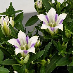 リンドウ：心美紅白寿（ここみこうはくじゅ） 4.5号鉢植え