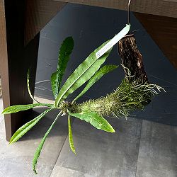 ミルメコディア：アラータ（Timika、Central papua）国内実生株 板付け