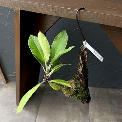 アントルリザ：ブラクテオサ Normanby、PNG(AW)（国内実生株）板付け