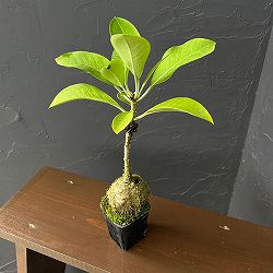 アントルリザ：ブラクテオサ Normanby、PNG(AW)（国内実生・大株）2.5号