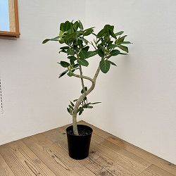 フィカス：ベンガレンシス　7号26-06