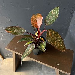 フィロデンドロン：オレンジプリンセス　4号鉢植え