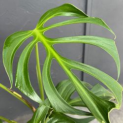 モンステラ：バールマルクスフレーム　6号鉢植え