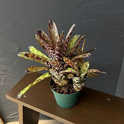 エクメア：オーランディアナ　4号鉢植え
