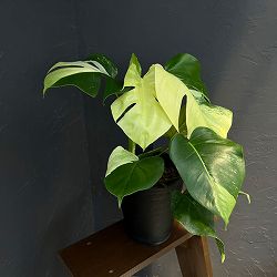 モンステラ：ペッサム　斑入り　7号26-02