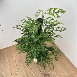 モンステラ：オブリクア　ペルー　8号鉢植え